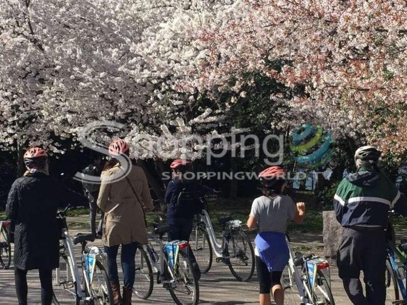 Cherry blossom festival tour by bike in Washington DC - Tour in  Washington DC