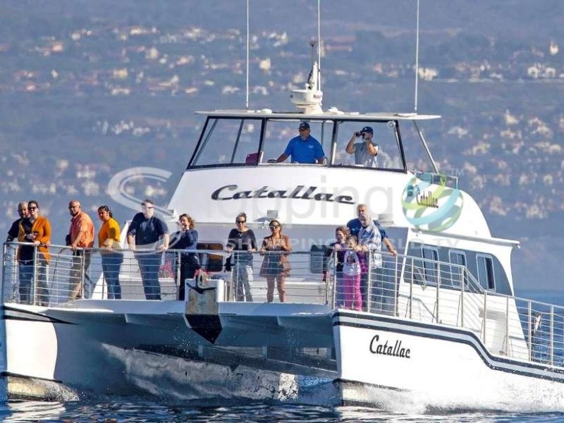 Luxury whale watching catamaran cruise in USA - Tour in Newport Beach
