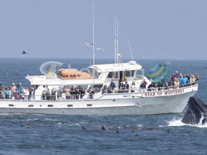 Monterey bay dolphin and whale watching boat tour in California - Tour in  California