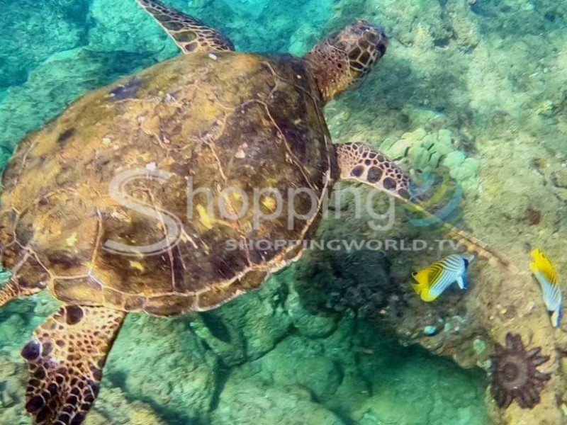 Snorkeling tour for non-swimmerskihei in USA - Tour in Hawaii
