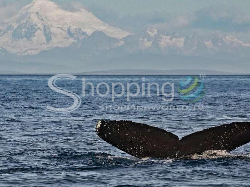 Whale and wildlife semi-covered boating tour in Victoria - Tour in  Victoria