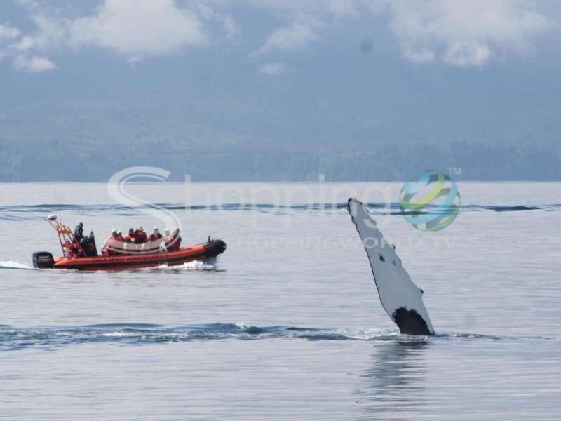 Whale and wildlife watching cruise in British Columbia - Tour in  British Columbia