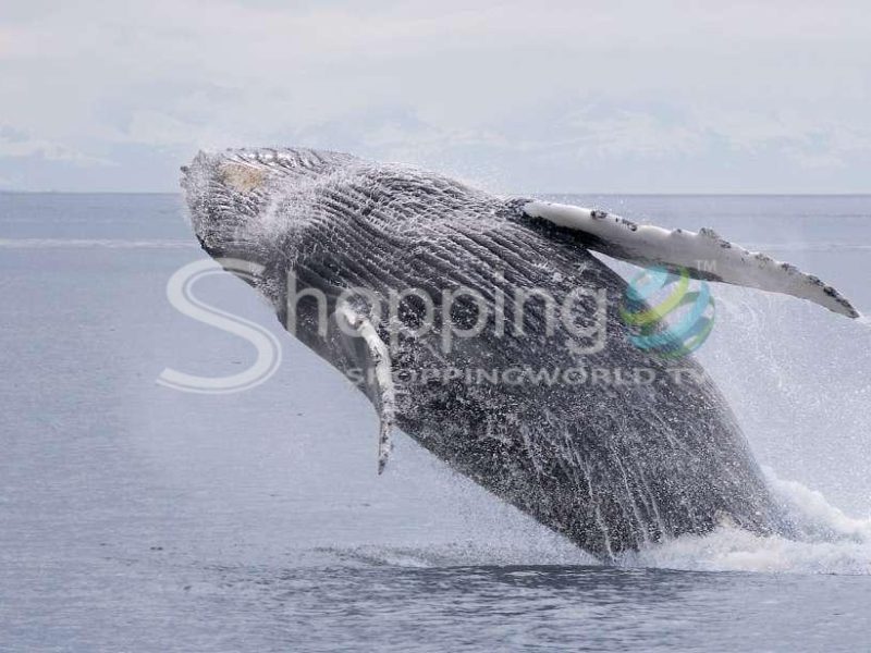 Whale watching and wildlife cruise with local guide in Juneau - Tour in  Juneau