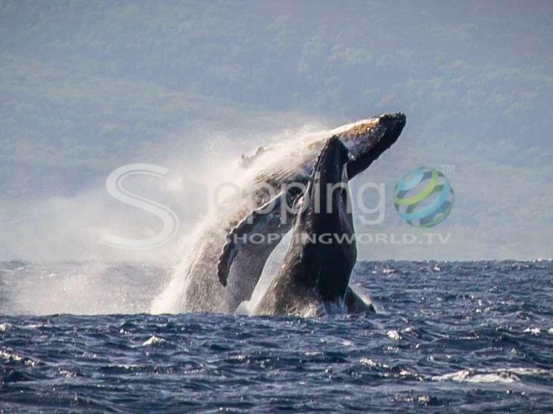 Whale watching cruise with open bar in USA - Tour in Hawaii