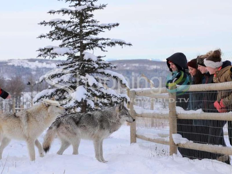 Yamnuska wolfdog sanctuary tour in Canada - Tour in Banff